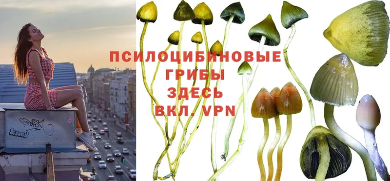 мега   Магас  Галлюциногенные грибы Magic Shrooms 